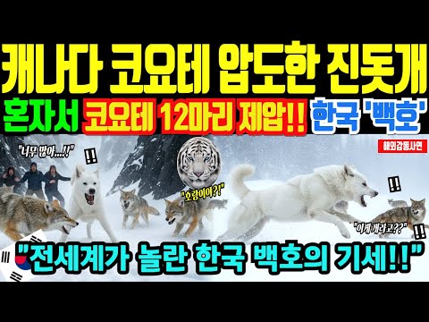 [해외감동사연] 한국 진돗개 ‘백호’, 캐나다를 뒤집다! 17kg 몸으로 코요테 12마리를 격퇴한 전설”