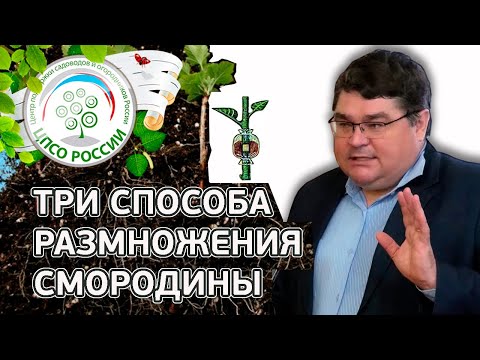 Размножения смородины. Как выбрать саженец смородины.
