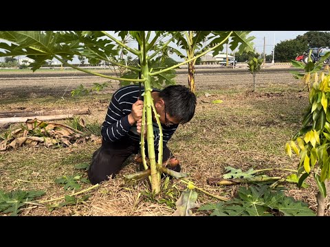 木瓜「垂直矮化」行不行？001￼～老弟來操作試試看！2023年10月1日