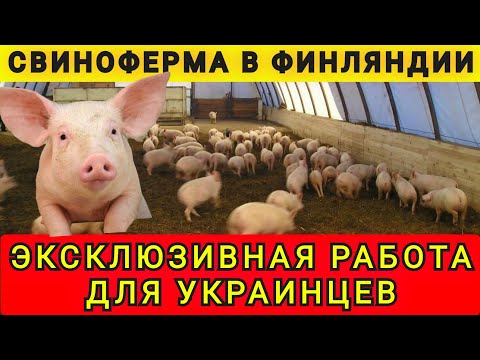 JOBS FOR UKRAINIANS IN FINLAND ❗