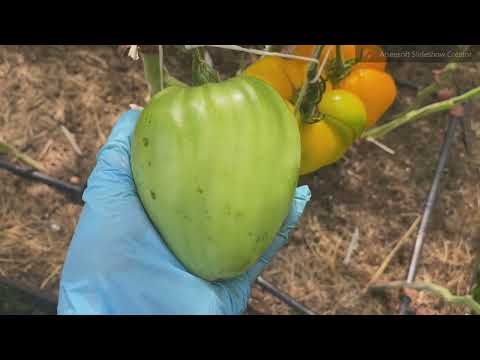 A review of Russian-bred tomato varieties in my greenhouse in early August 2025