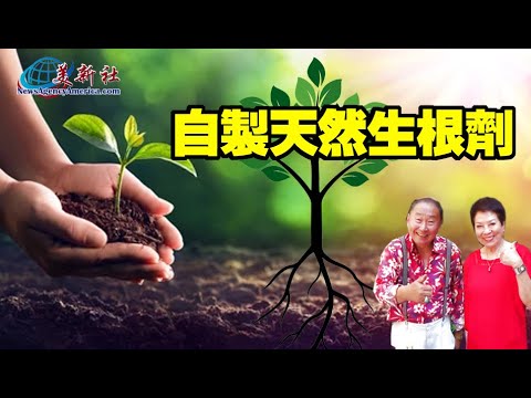 自製天然生根劑