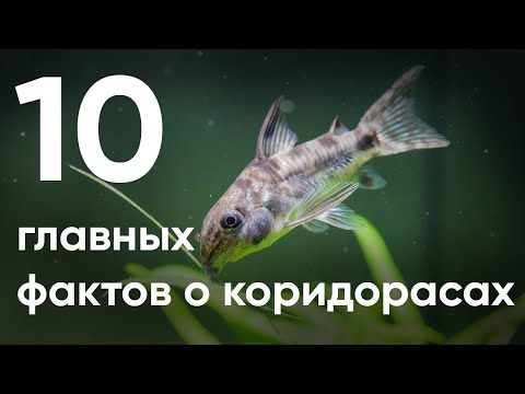 10 главных фактов о коридорасах