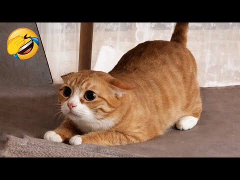 You Laugh You Lose π Funniest Cats and Dogs 2026 π
Part 4