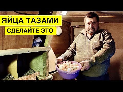 How to INCREASE EGG PRODUCTION in winter chickens? Follow these tips and your chickens will lay e...