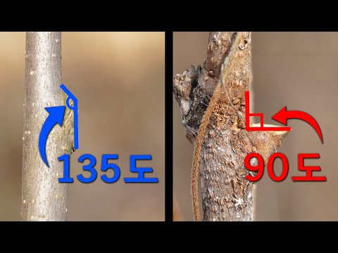 Persimmon Pruning for Large Fruit | Persimmon Pruning for Beginners | Persimmon Pruning Methods