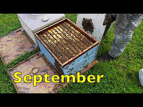 Late Summer Colony Inspection