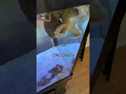 Trying to feed my crazy octopus Marley