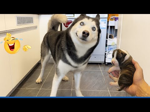 You Will Die Laughing At These Dogs 😹🐶 Funniest Cat & Dog of 2025 Ever!