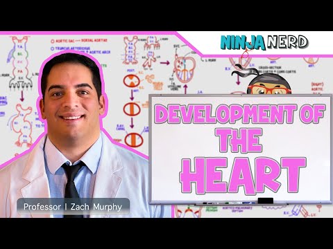 Embryology | Development of the Heart ❤️