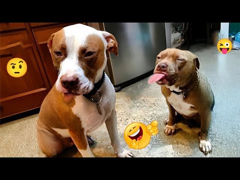 I Can’t Stop Laughing at These Hilarious Dogs 😂 Funny Dog Moments 2025 #16