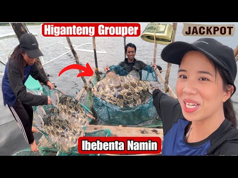 Ganto Namin Hinaharvest Ang Grouper Fish Sa Fishcage Namin