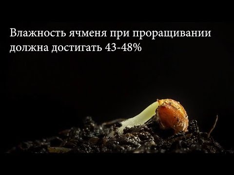 Как правильно сделать солод. Теория и практика