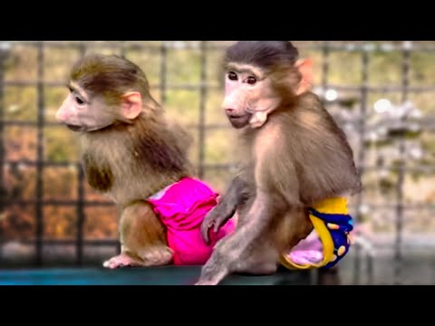 Степашка и Маняшка бегом побежали в уличный вольер побегать по зеленой травкой!