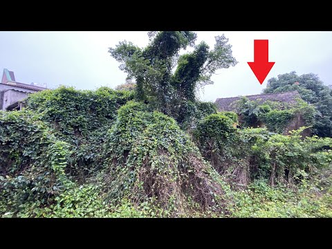 Terrified when cleaning the house abandoned for 20 years | Sawing, cutting trees, clean up for free