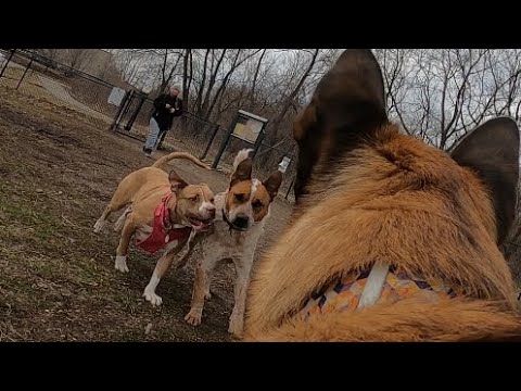 Red Heeler Tries Challenging Belgian Malinois At Dog Park