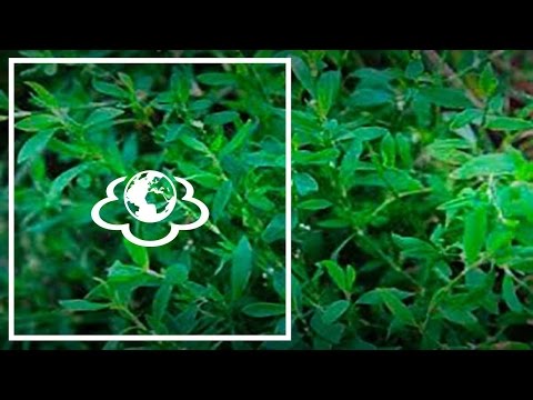 Как лечить подагру. Чем помочь при подагре.