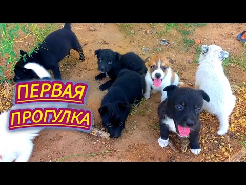 🐶Щенки на свободе.🐶 Вся банда гуляет вместе со своими родителями. Боник и Чернышка в ШОКЕ.