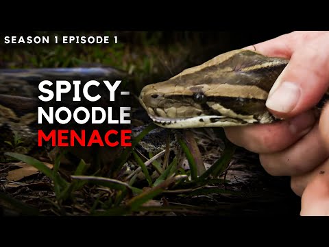 Tracking the Burmese Python in the Heart of the Florida | FULL EPISODE
