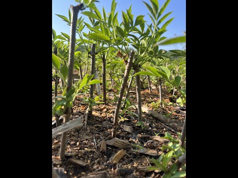 Propagating Trees from Cuttings