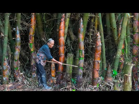Cooking Giant Bamboo Shoots | #food #cooking 玉林阿婆