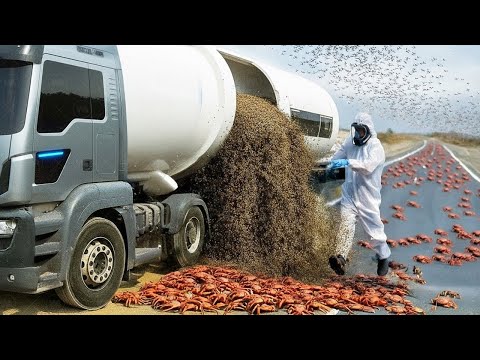 Sie ließen Millionen von Wespen auf einer Insel voller Krabben frei – und niemand ahnte die Folgen