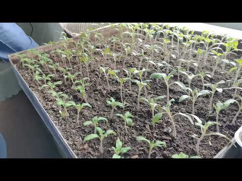 Нужно ли удобрять рассаду в начале роста. Работает ли микориза на томатах.