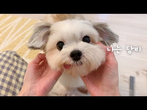 Dog Self-Grooming | How to Get a Cute Cut