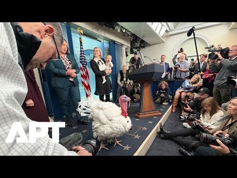 WATCH: Waddle the Turkey Meets Reporters Ahead of Trump’s Thanksgiving Pardon | APT