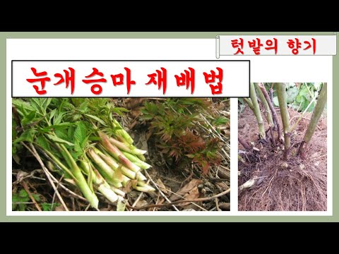 눈개승마 재배법(씨앗 발아/모종 기르기/ 재배 기술/ 나물/ 수익성/ 요리/눈개승마의 특성/산나물)