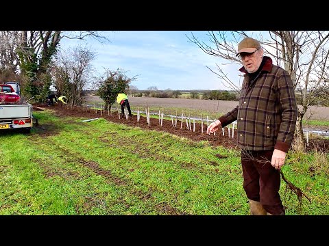 A new hedge goes in, more Zoo Poo arrives & it won't stop raining!