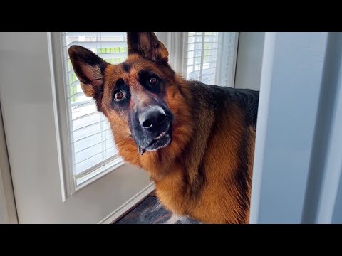 Funniest German Shepherds in the World 🤣 Funny Dog Videos