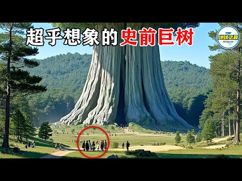 1000人环抱！地球上最大的树，大到超乎想象！最奇特的15种树！丨地球之最#冷知识 #排名 #世界之最#地球之最top#巨树#最惊人的#惊人发现#top10#世界之最top#top15