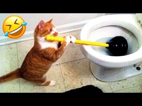Cute Pets vs Common Sense 🤣 | Hilarious Animal Fails Compilation