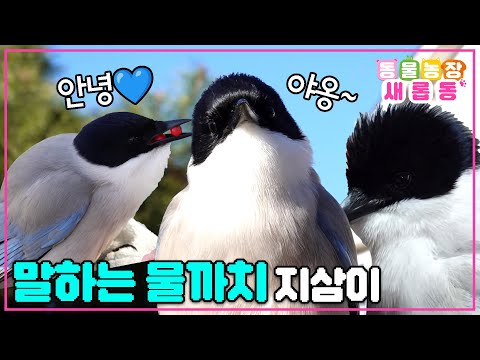 [#새롭동물농장] ⭐특종⭐ 말하는 까치가 있다?!! 사람과 함께 살며 언어를 독학한 물까치 지삼이🦜 / EP.1150 #TV동물농장 #AnimalFarm #SBSstory