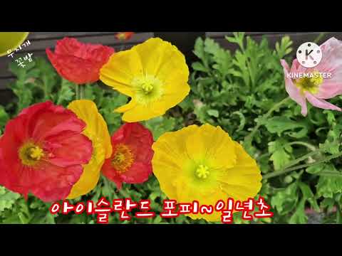 2026년도. 숙근다년초. 일년초. 자연발아 잘되는 꽃. 고르고 골라서 심어 보세요.