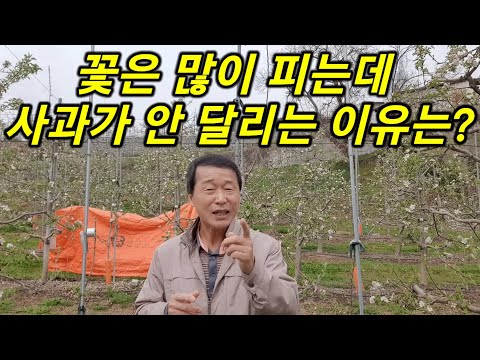 사과 꽃은 많은데 열매가 안달리는 이유ㅣ사과는 왜 수분수가 필요한가? 사과 품종별 유전자형