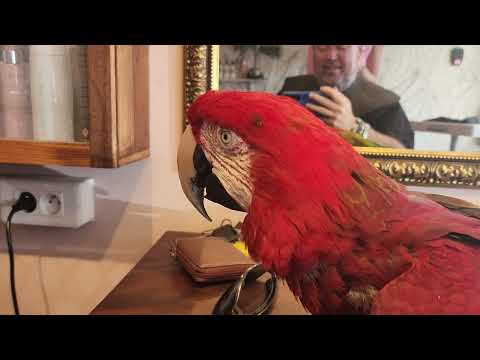 Ûe petite beauté pour Jackson