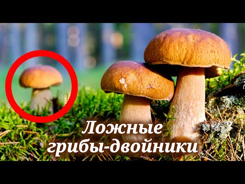 Определитель грибов. Как отличить опасные грибы от съедобных 🍄