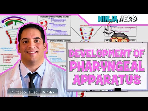 Embryology | Development of Pharyngeal Apparatus