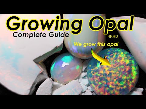 Can You Grow Real Opals at home?  Wait till you see the results!!!