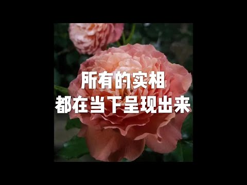 201302 所有的实相都在当下呈现出来10300