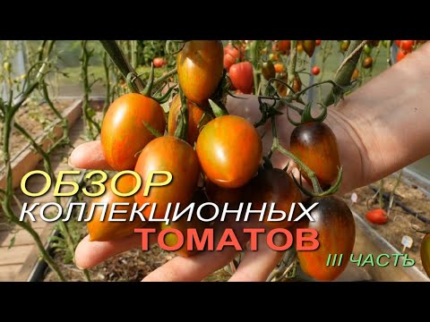 Обзор КОЛЛЕКЦИОННЫХ ТОМАТОВ. III ЧАСТЬ.