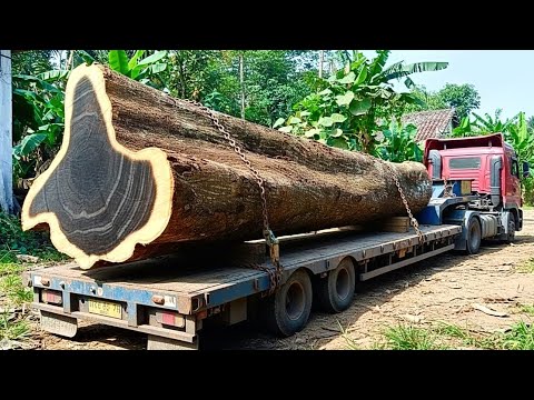 Rare wood and only found in Asia!! Giant johar wood in the sawmill 