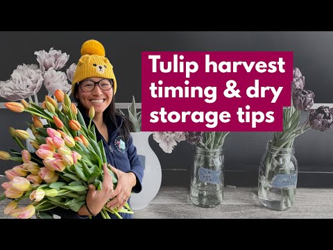Tulip Harvest Timing & Dry Storage Tips