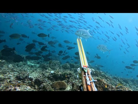 surganya bawah laut pulau seram Maluku 🤩 || spearfishing Indonesia