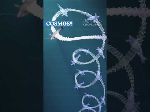 The fascinating way Elephant seals sleep during deep dives! #shorts #marine #science