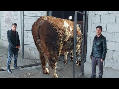 Букаи калон маслихати бука парвари таёр кардани Сенаж чои 2 насиби кист ? 30 декабря 2021 г.