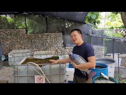 Home system to raise Tilapia in recirculation
