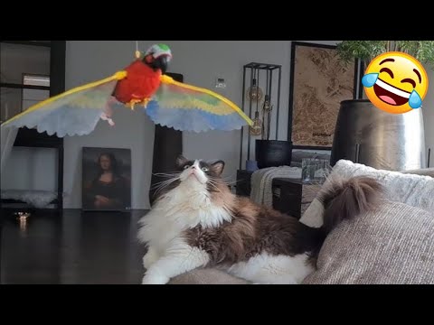 😻 New Funny Cats And Dogs Videos 2024 😆 Best Funniest Animal Videos 🤣 PART 26